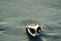 shell in the sand on a beach 