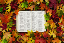 an open Bible in fall leaves 
