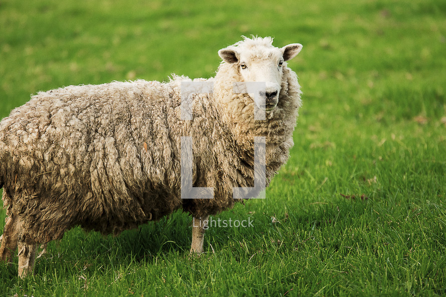 sheep in grass 