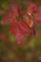 A red autumn leaf