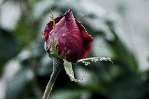 wet rose bud 