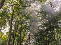smoke filling a forest 