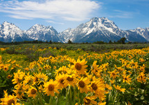 snow capped mountains and yellow flowers in a meadow 