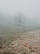A lone bare tree in a foggy field.
