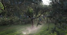 Water is sprayed from a sprinkler onto olive trees, with the sun shining through the branches early in the morning