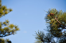 pine trees and pine cones
