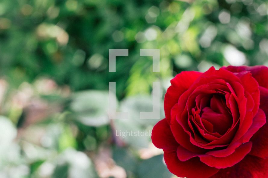 A single red rose growing in a garden.