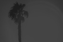 palm tree under grey skies 