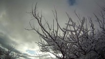 Timelapse of gray clouds and snow stuck to tree branches on a cold morning