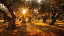 Olive grove bathed in golden sunlight, olive oil production