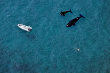 Aerial view of a swimmer and two killer whales or orca (Orcinus orca) with a white speed boat on a blue clear sea water