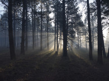 Sun rays filtering through trees in a pine forest