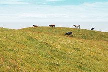 cattle on green hills along a shore 