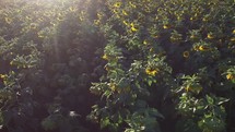 drone flying over a field of sunflowers 