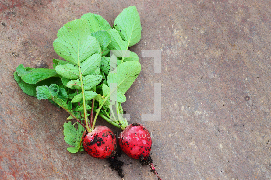 dirty red radishes 