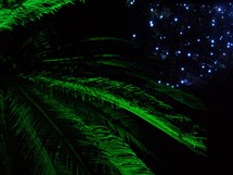 Palm Fronds and Christmas lights - A tropical Christmas display of lighted green palm fronds and decorative blue and white Christmas lights in the background in an outdoor Christmas display. 