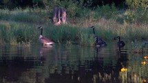 Canadian geese on a small pond in the forest