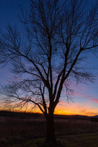 Bare tree at sunrise