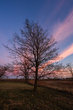 Tree in a field at sunrise