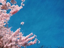 pink spring blossoms against a blue sky