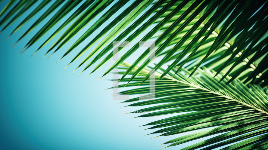 Palm Branches with blue skies
