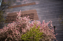 city buildings and spring flowers on a trees 
