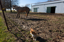 Horse and barn cat in front of barn