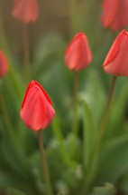 Field of tulips in bloom.