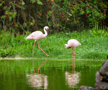 flamingoes 