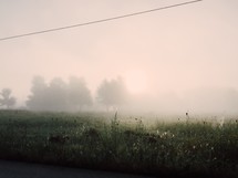 Trees and a grassy field covered in fog.