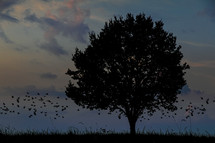 lone tree in a field at dusk 