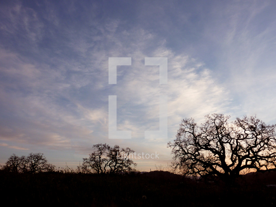 silhouette of trees in a field 