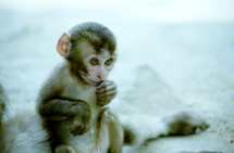 infant monkey 