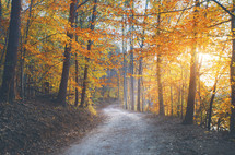A peaceful walk through the forest with colorful fall leaves