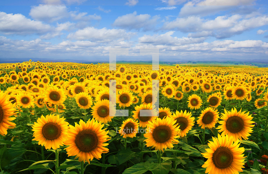 A field covered in yellow sunflowers beneath a blue sky and clouds.