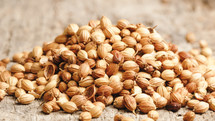 Coriander seeds as an aromatic spice