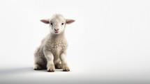 A lamb sits down looking up against a white background