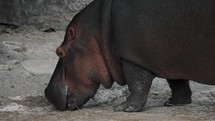 Large adult Hippopotamus feeding on land; medium shot	
