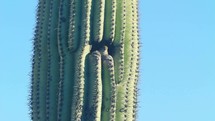 Birds nesting in a large Saguaro cactus