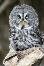 A gray owl.