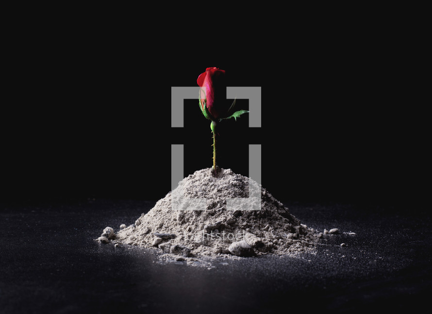 red rose in ashes 