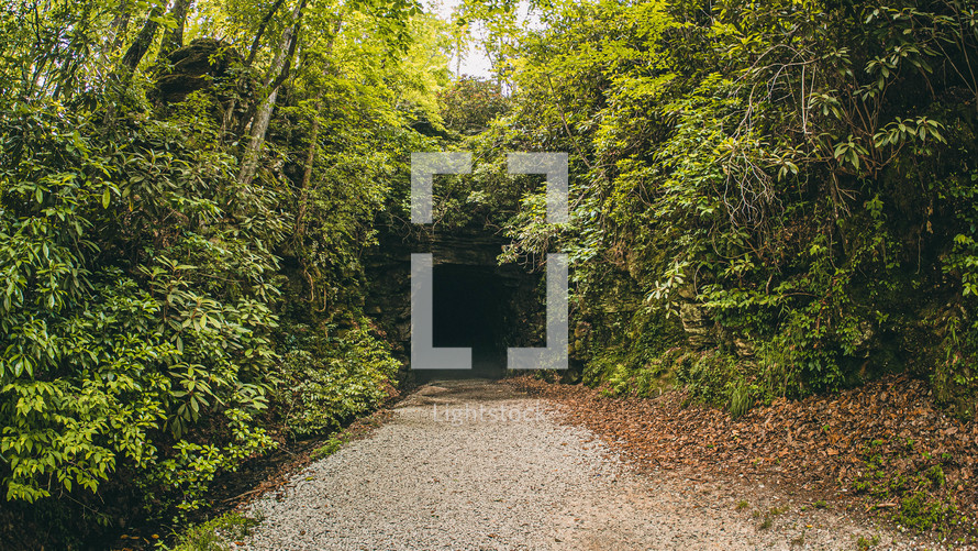 hidden tunnel in a forest 