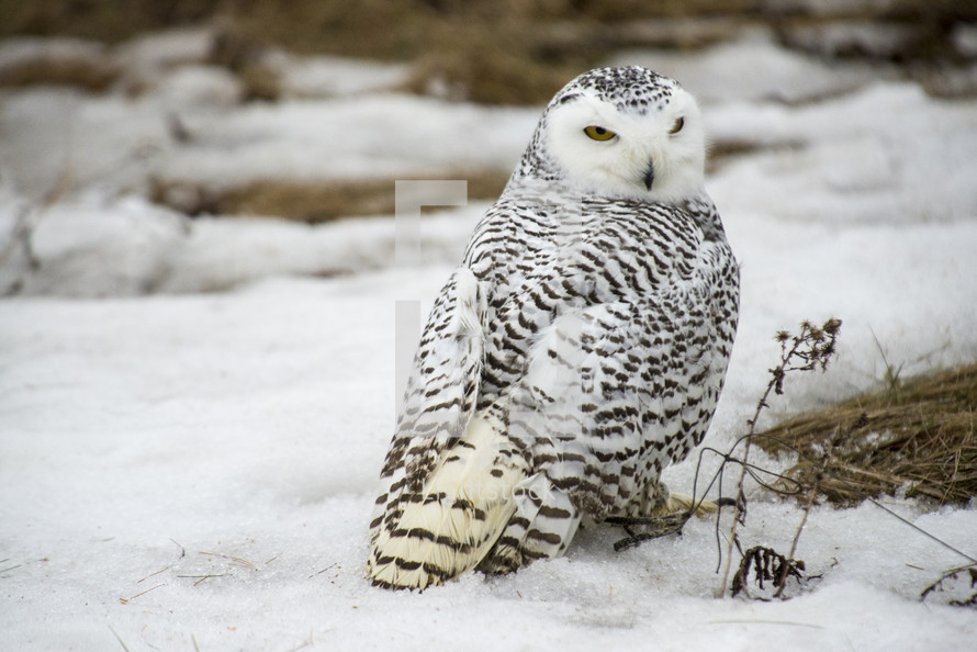owl in snow 