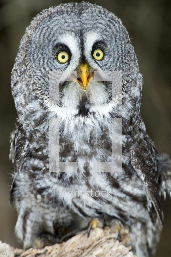 owl closeup 