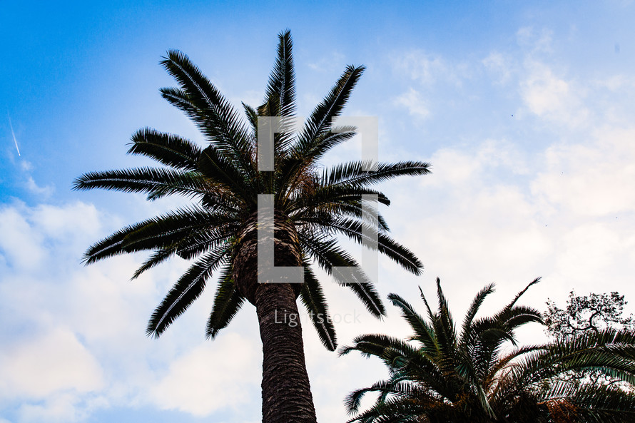 looking up at Palm trees