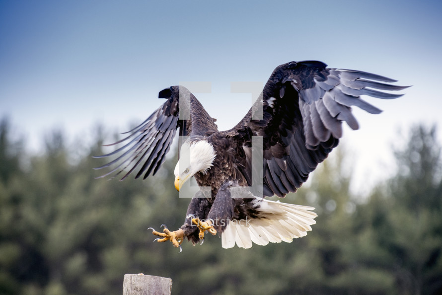 bald eagle landing 