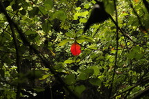 single red leaf on a tree in a rainforest 