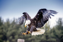 bald eagle landing 
