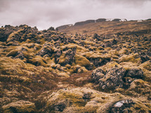 moss on a rocky landscape 