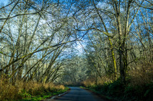 bare trees and rural road at the start of spring 